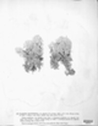 Cladonia rangiferina image